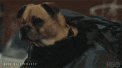 Season 4 Hbo GIF by High Maintenance