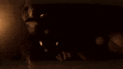 Chicago Dc GIF by Casanova Records