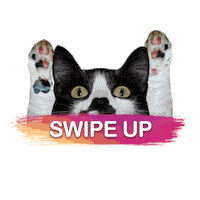 Cat Swipe Up Sticker