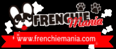 frenchiemania giphygifmaker bulldog frenchie frenchiemania GIF