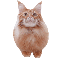 Cat Yes Sticker