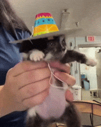 Cats Cute Cat GIF by Respective