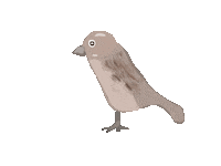 Sparrow Sticker
