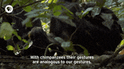 pbs adventure GIF by EARTH A New Wild