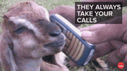 Best Friends Funny Animals GIF by BuzzFeed