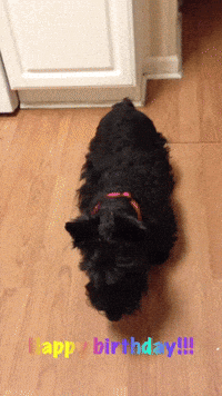 Happy Birthday Dog GIF