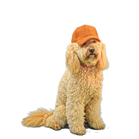 PetsBest dog puppy pet doodle Sticker