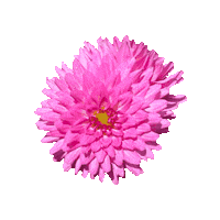 AimerDesign flower 花 aimerdesign Sticker