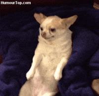 chihuahua GIF