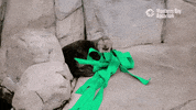 Sea Otter GIF by Monterey Bay Aquarium