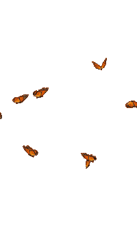 Butterfly Sticker