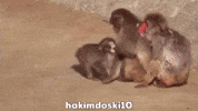 Monkey Punch GIF
