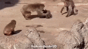 Monkey Punch GIF