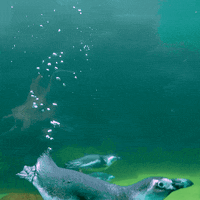 sandiegozoo cute animals nature penguin GIF