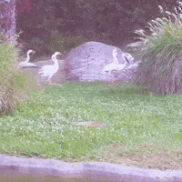 OaklandZoo animals california wildlife zoo GIF