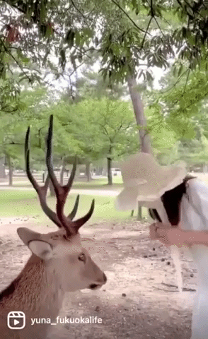 Polite Deer Bows to Earn Treats