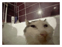 Cat What GIF
