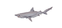 Shake It Shark Sticker by Zacxophone
