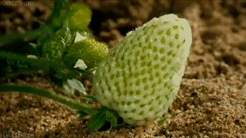 timelapse fruit GIF by Cheezburger