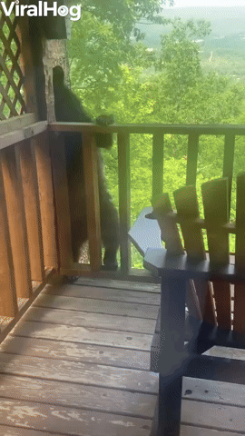 Bear Climbs up to Investigate Cabin Deck