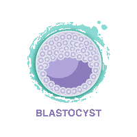 Blastocyst Sticker by Advanced Fertility Center Cancun