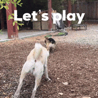 Lets Play Corgi GIF