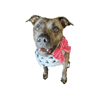 Minnie Mouse Gemma Sticker by Geekster Pets