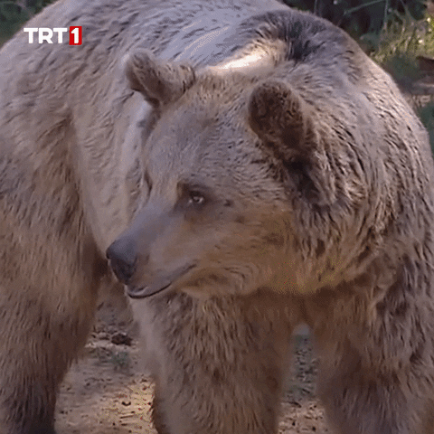 Good Bye No GIF by TRT