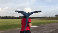 Macaw Parrot Keeps Owner Company on a Jog