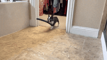 Puppy Thief Steals All the Things