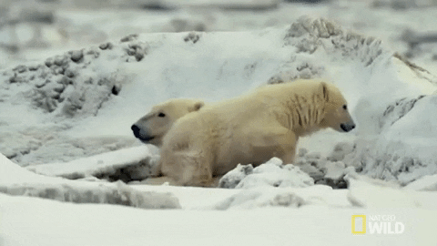polar bear GIF by Nat Geo Wild