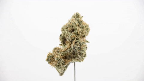 coloradoharvestcompany giphygifmaker weed cannabis buds GIF