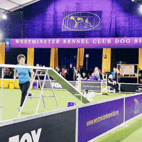 Westminster Dog Show Dogs GIF by Westminster Kennel Club