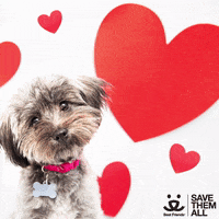 Save Them All Valentines Day GIF by Best Friends Animal Society