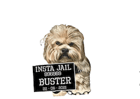 Buster Sticker by Pimp Yo Pets