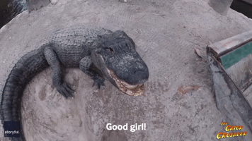 Ooh Yeah! This Gator Only Responds to Macho Man