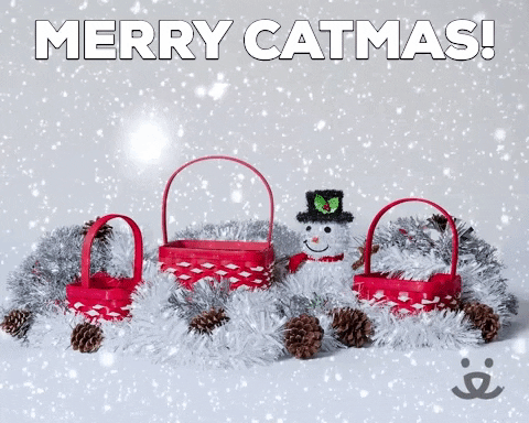 Cat Celebrate GIF by Best Friends Animal Society