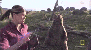 yellowstone GIF by National Geographic Channel