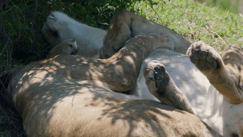 Tired Big Cat GIF by BBC Earth