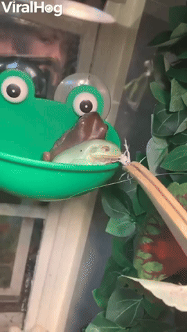Frog Jumps Ahead at Mealtime