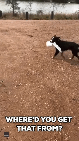 Dog Goes Walkabout With Toilet Paper