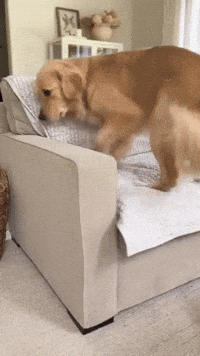 Golden Retriever Dog GIF by mammamiacovers
