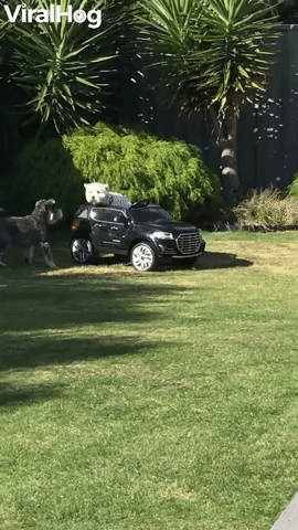 Puppies Jealous of Sibling's New Ride