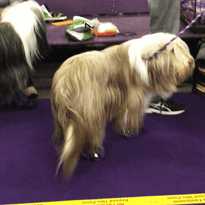 bearded collie dog GIF by Westminster Kennel Club