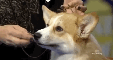 national dog show 2018 GIF by NBC