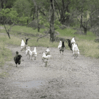 Chicken Running GIF