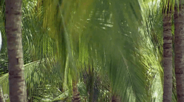 bachelorinparadise season 4 jack intro opening GIF