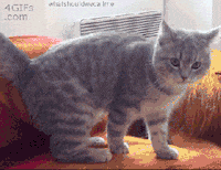 Cat Falling GIF