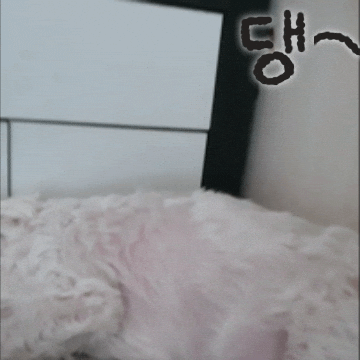 Puppy GIF