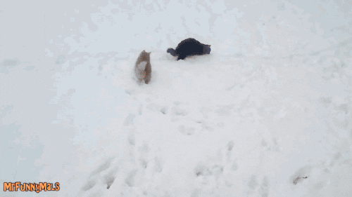 cat dog GIF